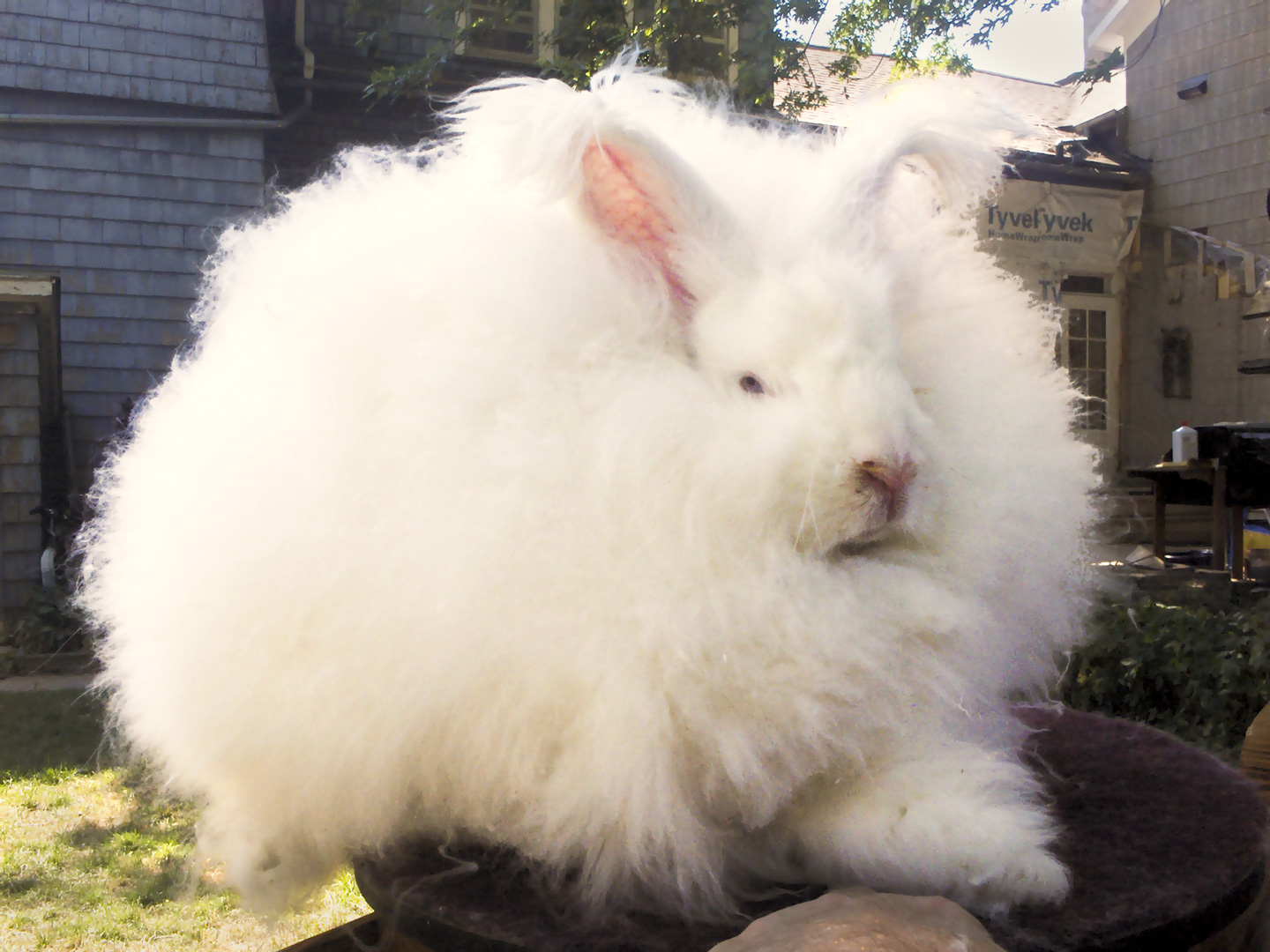 Conrjo blanco de angora